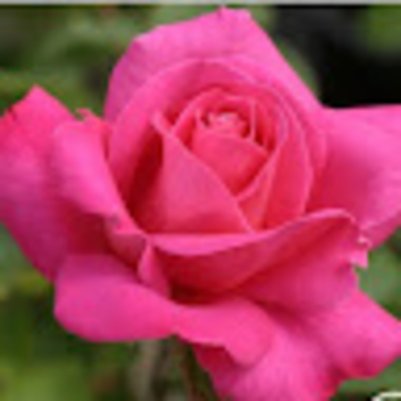 cay_line